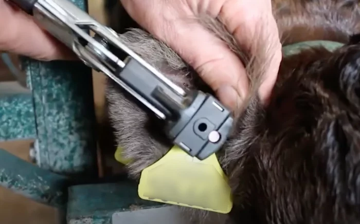 A farmer performing an ear mutilation on a cow